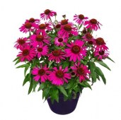 127125 — копия1